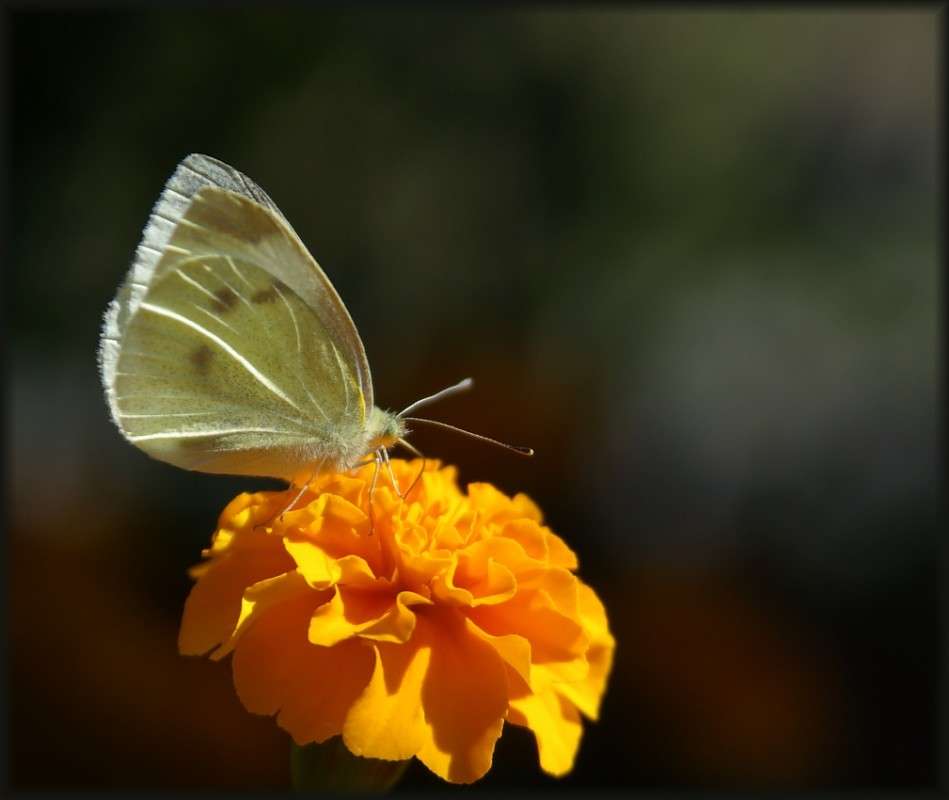 ������ �������� ����� ������� �������� �� PhotoGeek.ru #������ ��� �������