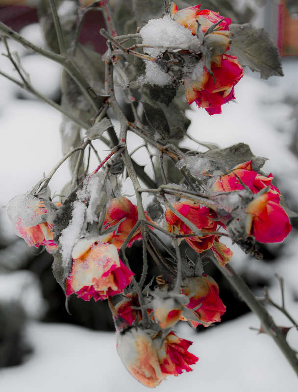 зимняя нежность автор владислав завадич на PhotoGeek.ru #Зима.природа #Цветы розы