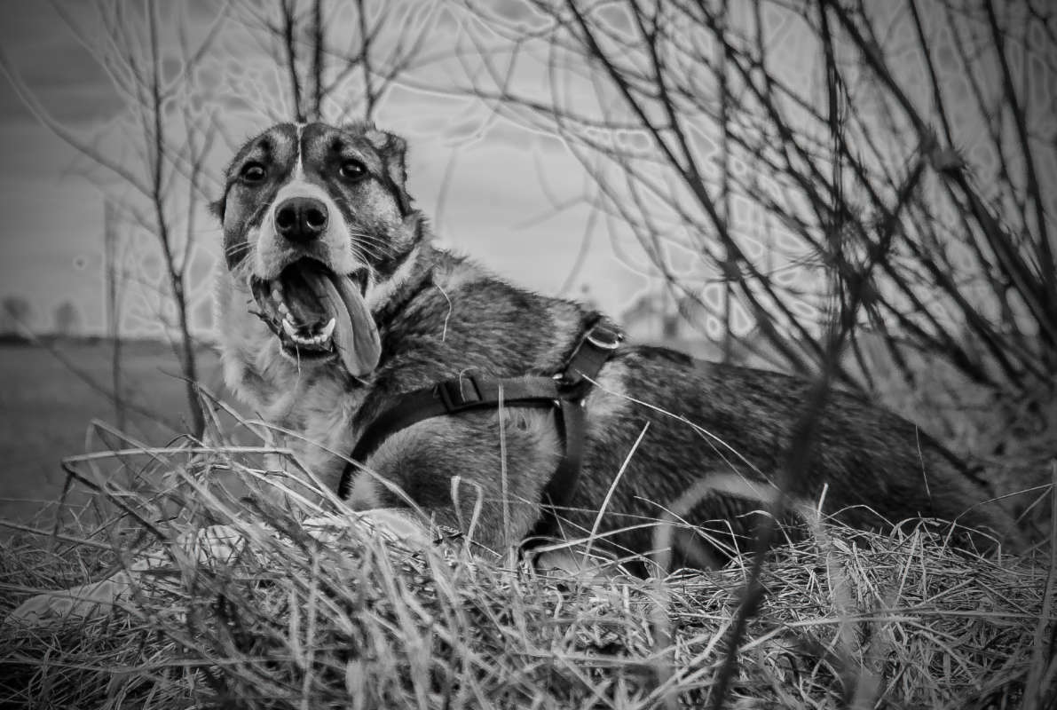 «Даже когда Вас покидают все друзья, собака всегда остается» автор владислав завадич на PhotoGeek.ru #ЧБ #Животный мир #Жанровая фотография