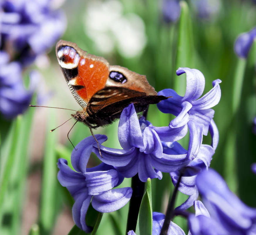 Бабочка на цветке автор владислав завадич на PhotoGeek.ru #Макро #Весна #Природа #Цветы