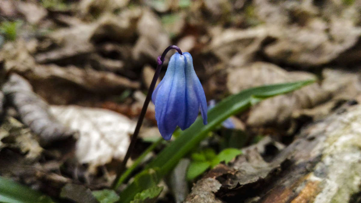 Blue Flower автор   на PhotoGeek.ru #Туризм #Животный мир #Пейзаж или природа #Жанровая фотография #Дикий мир или Фотоохота #Непостановочное #Среда обитания
