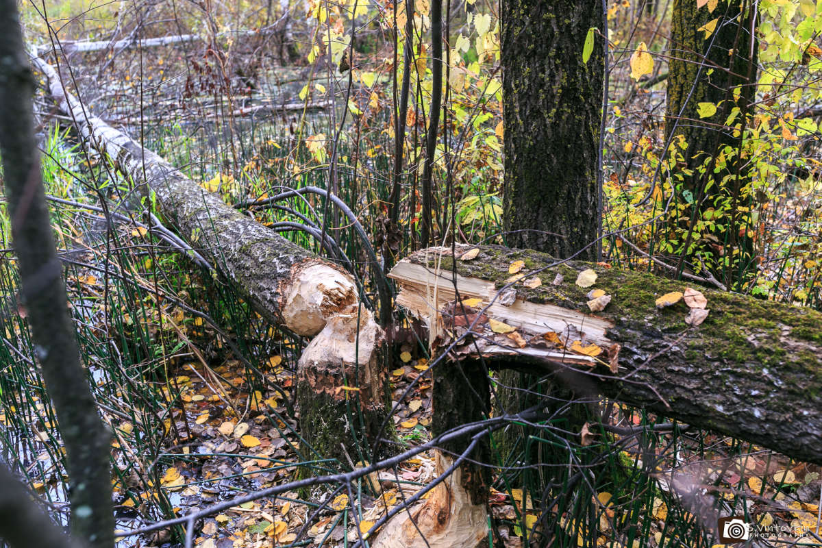 ����� ����������� ����� ������ ��������� �� PhotoGeek.ru #������ #�������� ��� #�������� ��� #���� #������� ����� #��������������� #������� #��� #��� #���� #����� #������ #������� #������������� #���� #�������������