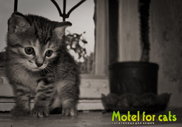 Motel for cats ����� ��������� ��� ����� Motel for cats �� PhotoGeek.ru #�������� ���