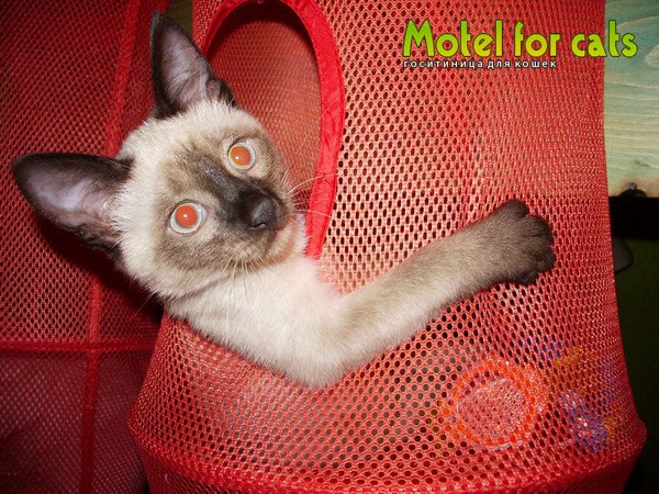 ...     Motel for cats  PhotoGeek.ru # 