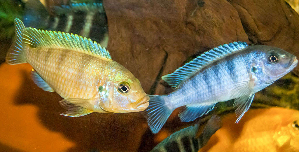 Pseudotropheus lombardoi ����� �������  �� PhotoGeek.ru #�������� ��� #������� #�������� ���