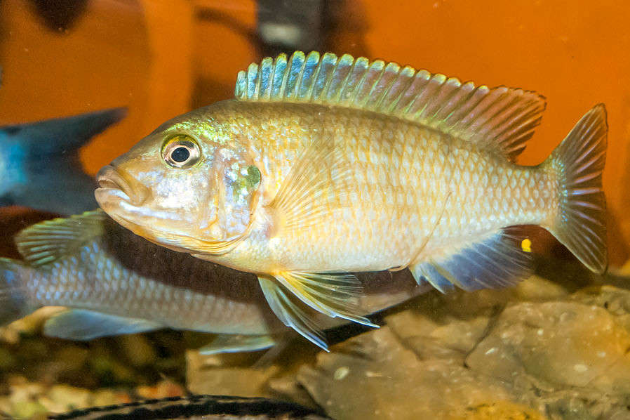 Pseudotropheus lombardoi ����� �������  �� PhotoGeek.ru #�������� ��� #������� #�������� ���