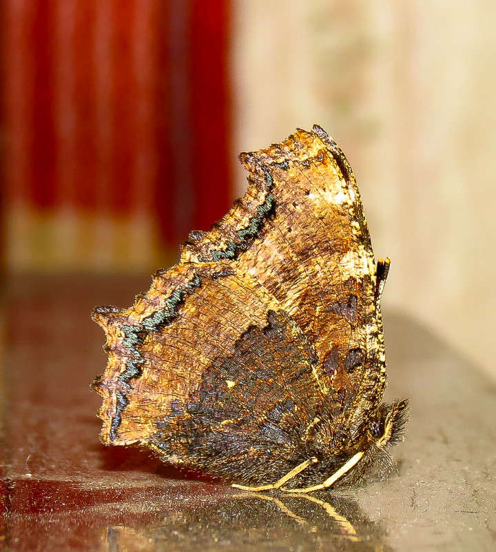 ... ����� �������  �� PhotoGeek.ru #�����