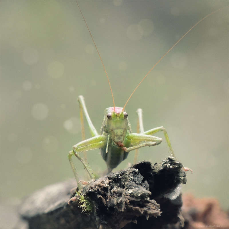 ������� ����� �������  �� PhotoGeek.ru #����� #���������