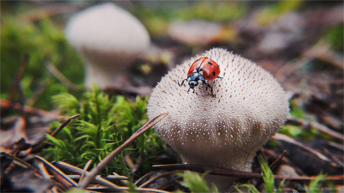 ... ����� �������  �� PhotoGeek.ru #����� #���������