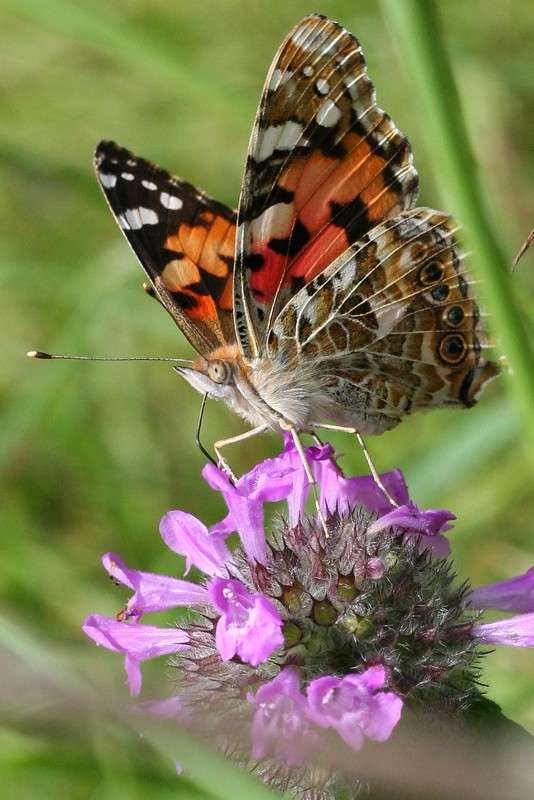 +++ ����� Victor  �� PhotoGeek.ru #�������� ���