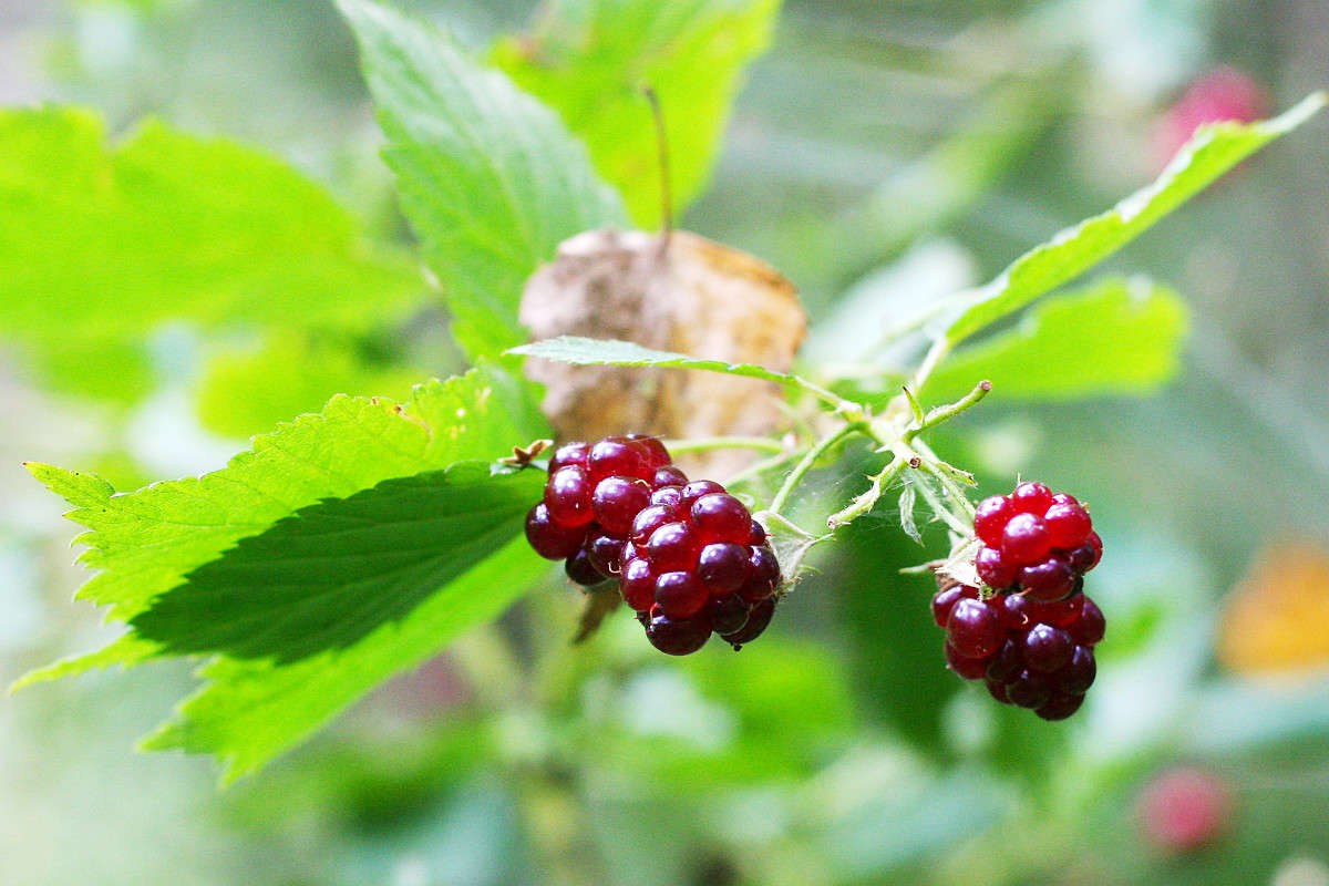 ������� ����� Victor  �� PhotoGeek.ru #������ ��� �������