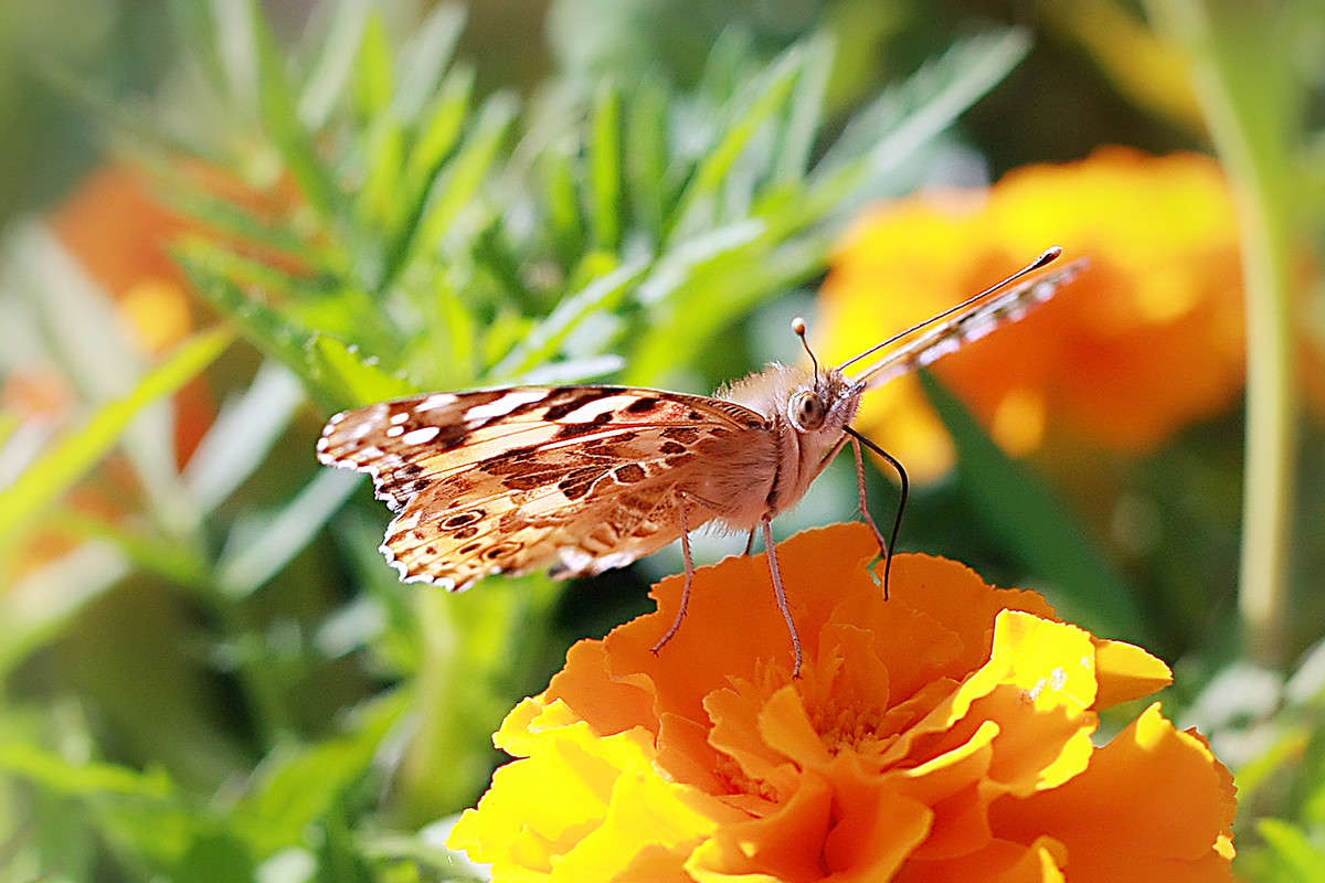 ������� ����� Victor  �� PhotoGeek.ru #�����