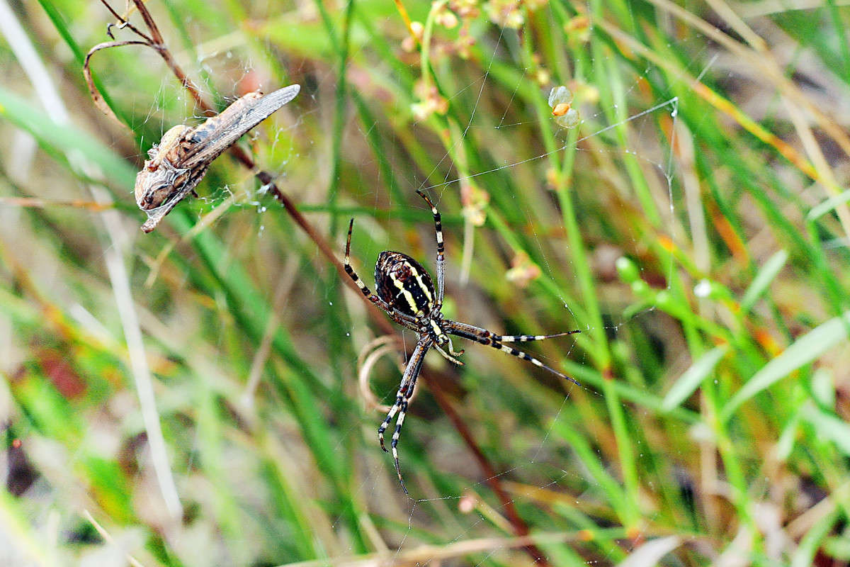 �� ������� ���� ����� Victor  �� PhotoGeek.ru #�����