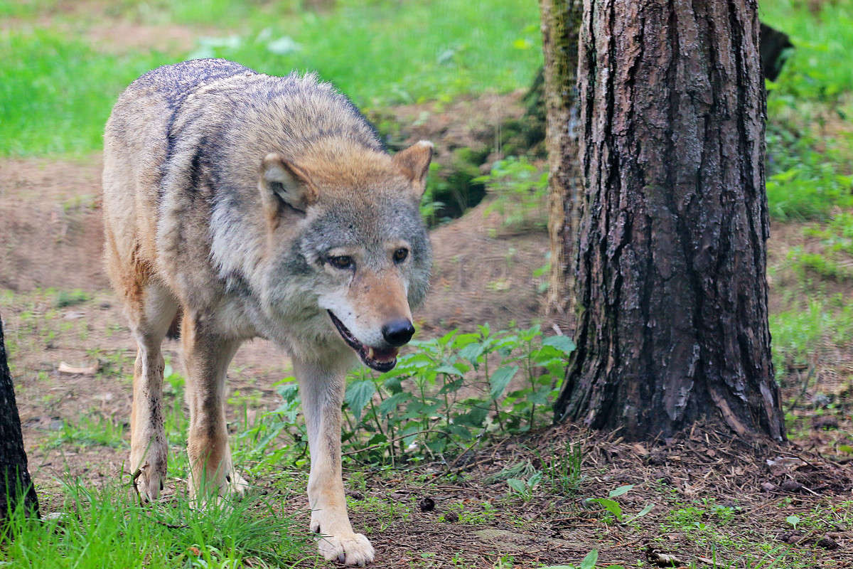 �� - ������ ����� Victor  �� PhotoGeek.ru #�������� ���