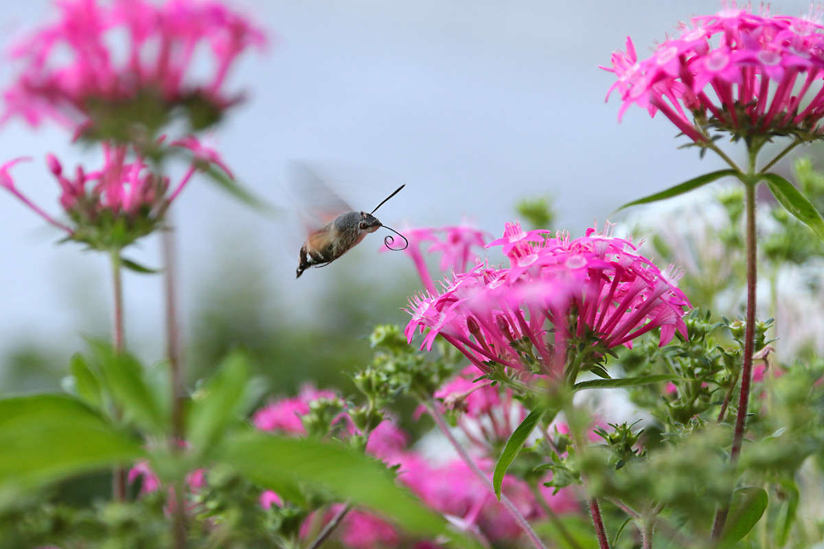 741 ����� Victor  �� PhotoGeek.ru #�����