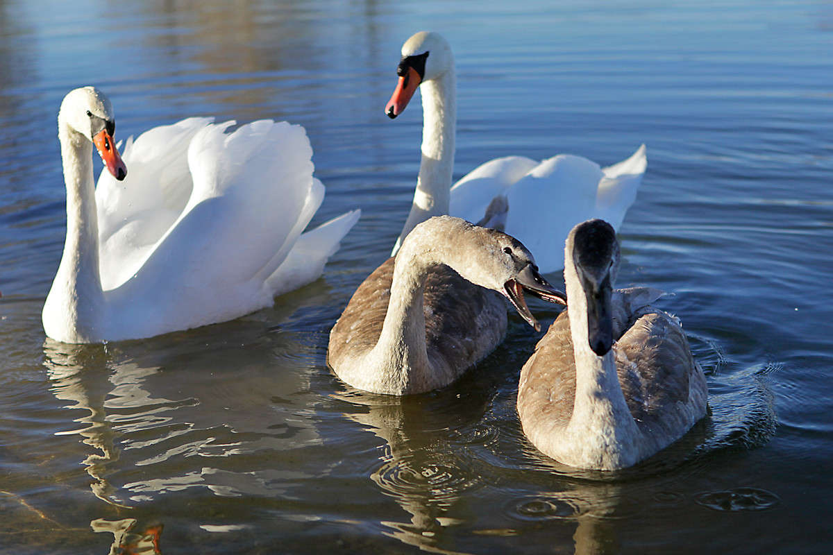 ������� (������ ������) ����� Victor  �� PhotoGeek.ru #�������� ���