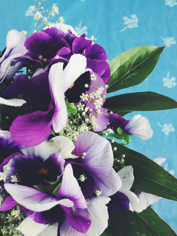 Flower's tenderness ����� Sophia  Tsvetkova �� PhotoGeek.ru #����� #���������