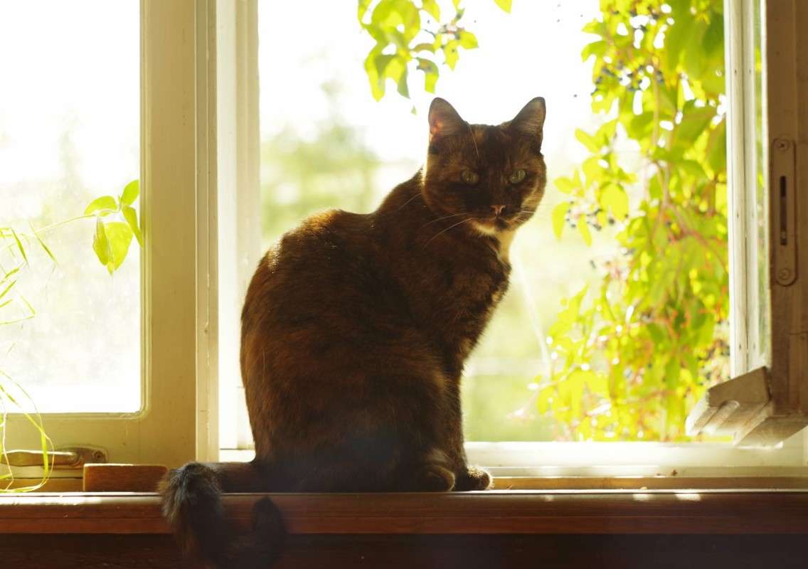 кошка на окошке автор  Иванка  на PhotoGeek.ru #Животный мир #Домашний мир