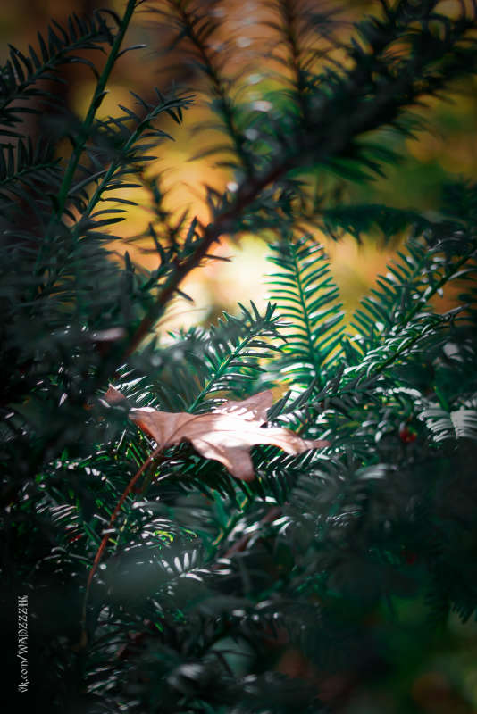 ... ����� �����  �� PhotoGeek.ru #������ ��� �������