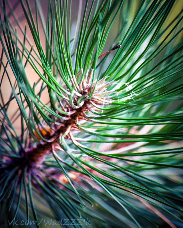 ... ����� �����  �� PhotoGeek.ru #������ ��� �������