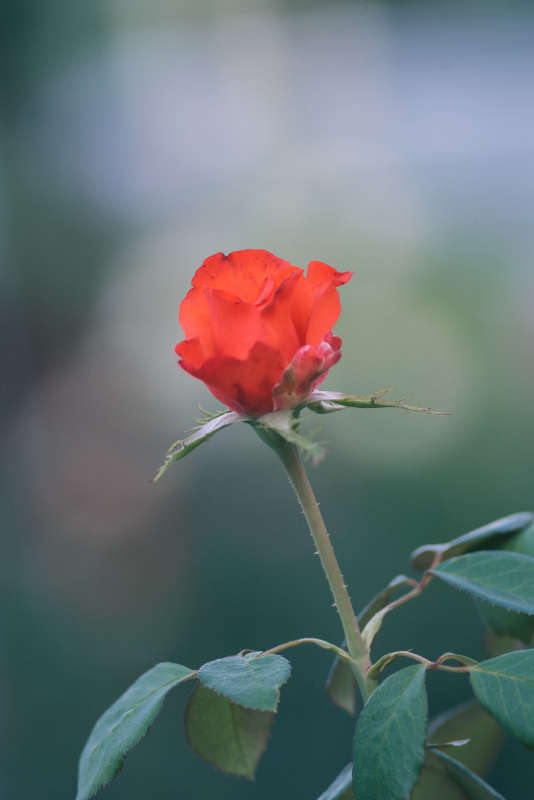 Садовая роза автор Вадим  на PhotoGeek.ru #Пейзаж или природа #Зарисовки