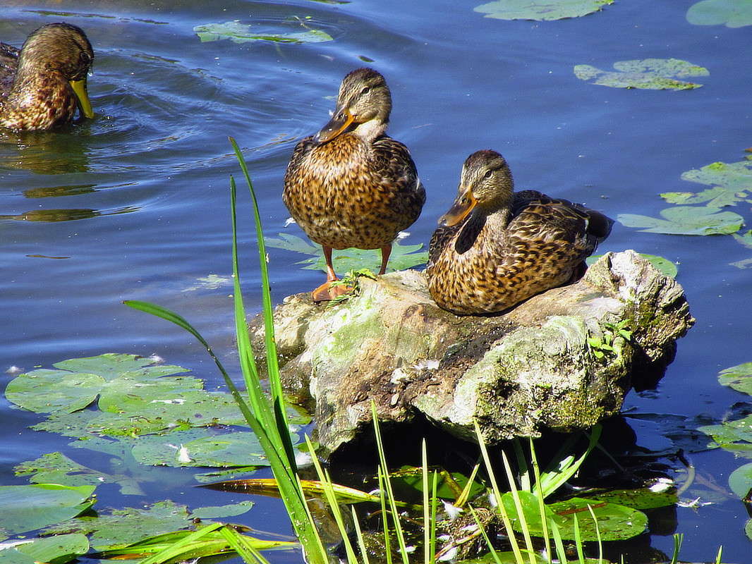 на солнышке / на солнышке / Фотография на PhotoGeek.ru
