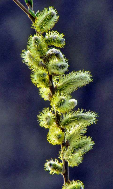 ����� ������ ����� ���� ������ �� PhotoGeek.ru #�����