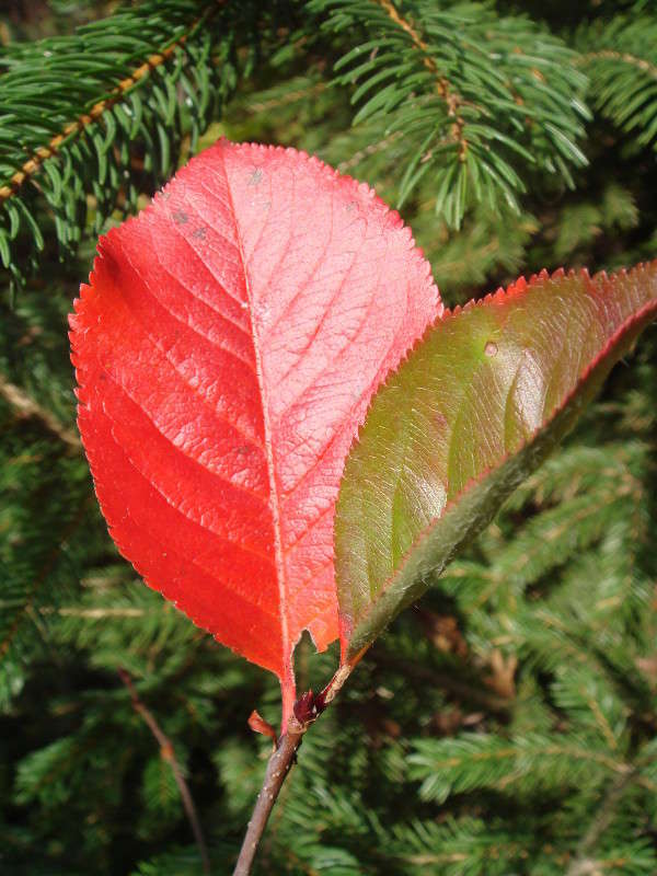 ������� ������ ����� ���� ������ �� PhotoGeek.ru #������ ��� �������