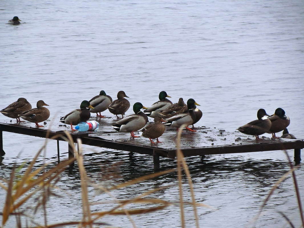 �� ������ ����� ���� ������ �� PhotoGeek.ru #������ ��� �������