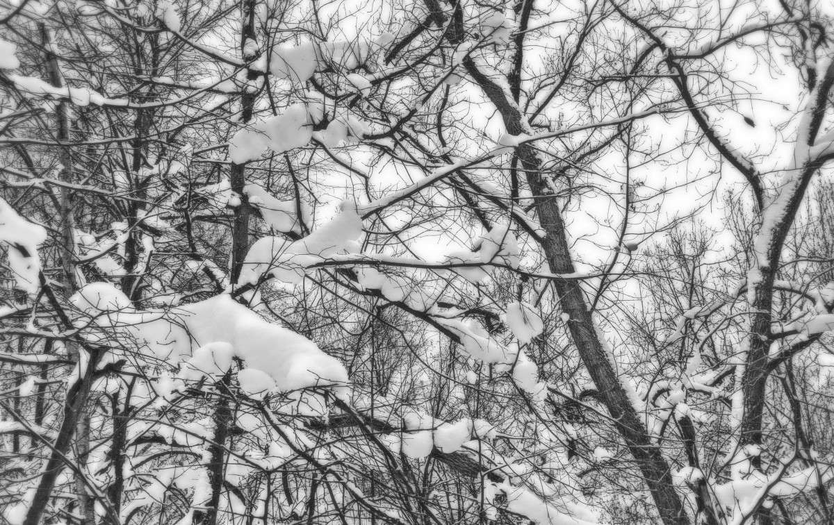 ...     PhotoGeek.ru #   #Fortest #Snow #Winter # # #  # #  