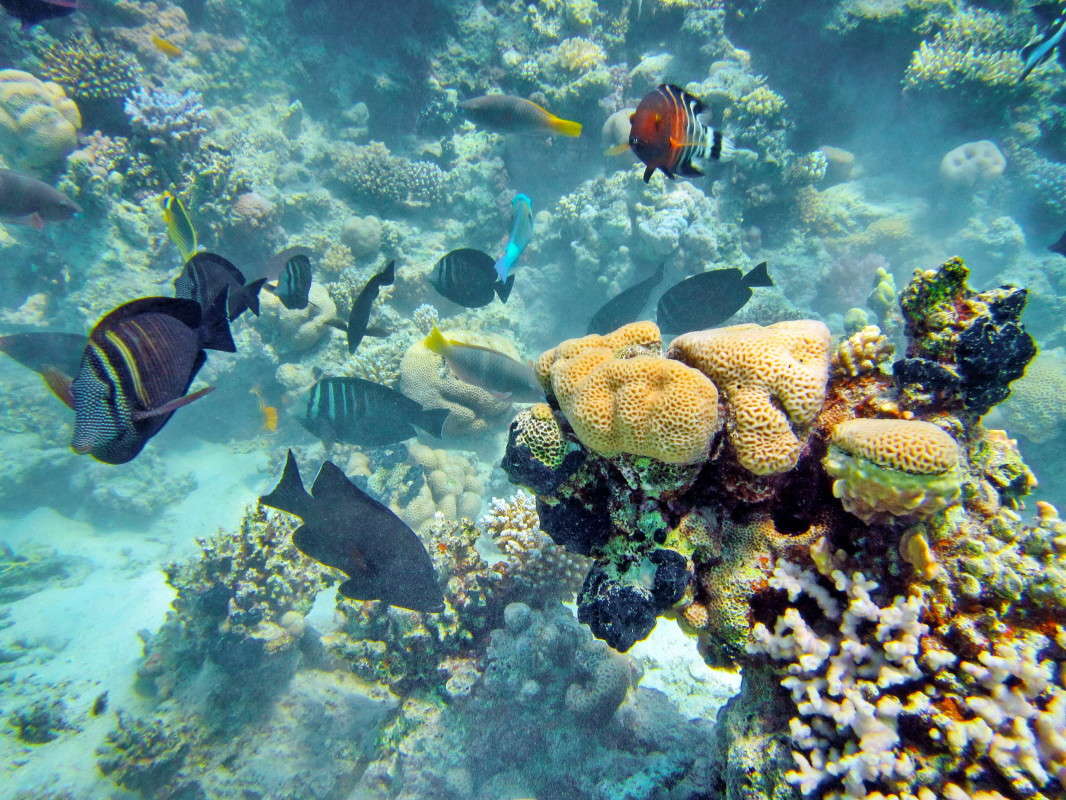 ...     PhotoGeek.ru #Diving #Egypt #Hurghada #Red Sea # # #  #