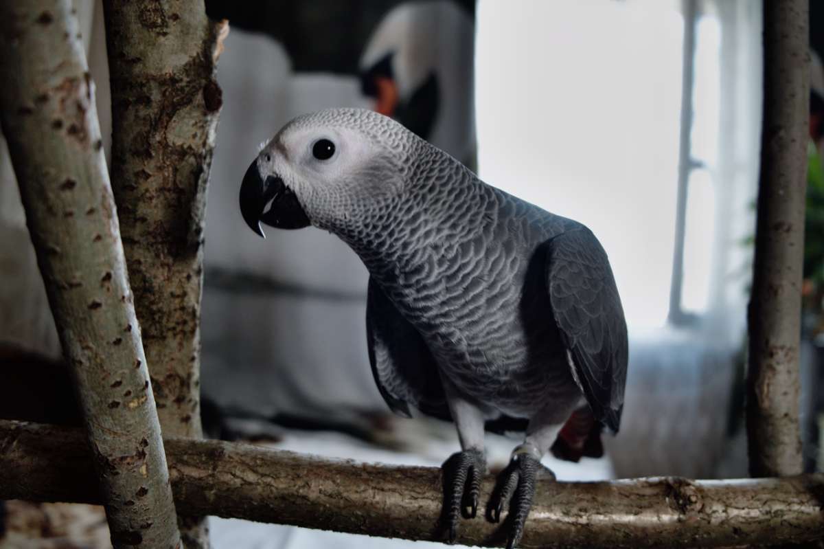 ***** ����� Anna_ice Crystal  �� PhotoGeek.ru #�������� ���