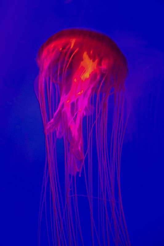 Jellyfish     PhotoGeek.ru # 
