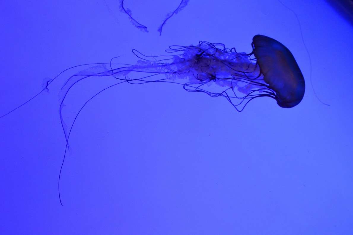 Jellyfish 2     PhotoGeek.ru # 