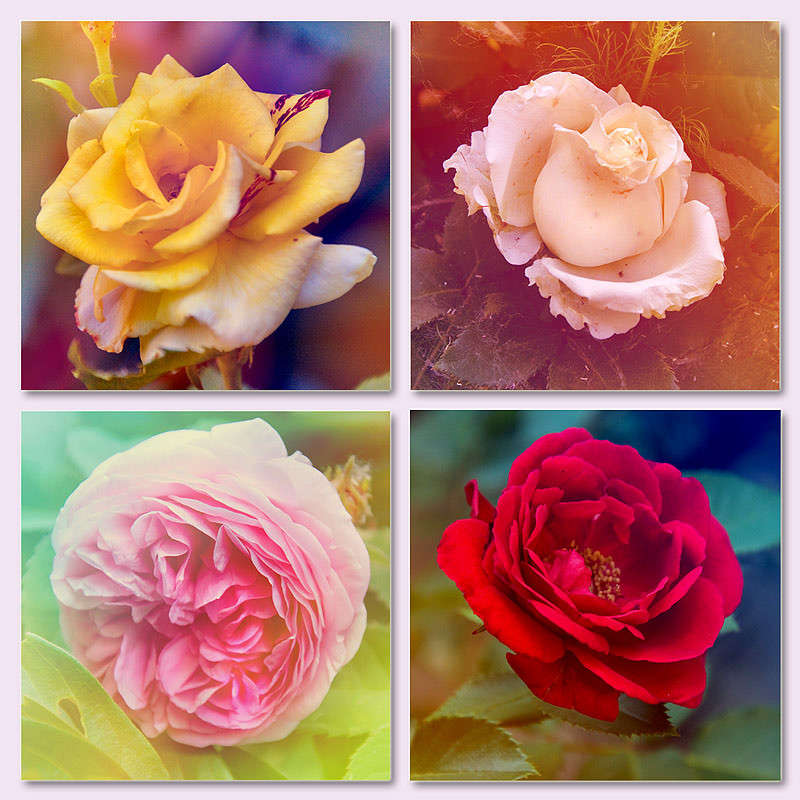 Roses     PhotoGeek.ru # #   #  #