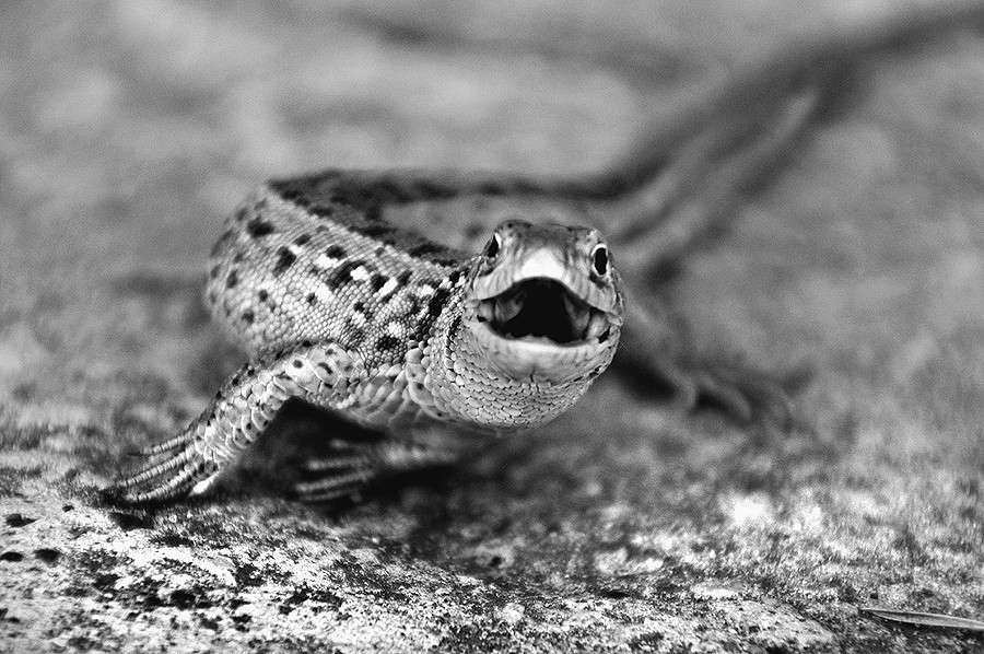 ���, ���� �������)) ����� ������� ������ �� PhotoGeek.ru #�������� ��� #�������� ���������� #��������������� #�����-�����