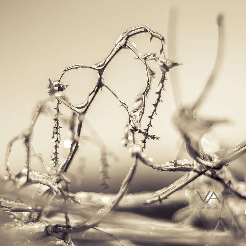 *********** автор Валерия Азамат на PhotoGeek.ru #Макро #Пейзаж или природа #Абстрактная фотография #Живая растительность #Зима #Лед #Монохром #Черно-белое