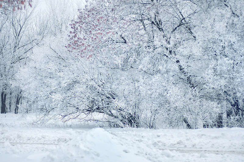 Winter fairytale     PhotoGeek.ru #   #Winter #  # #