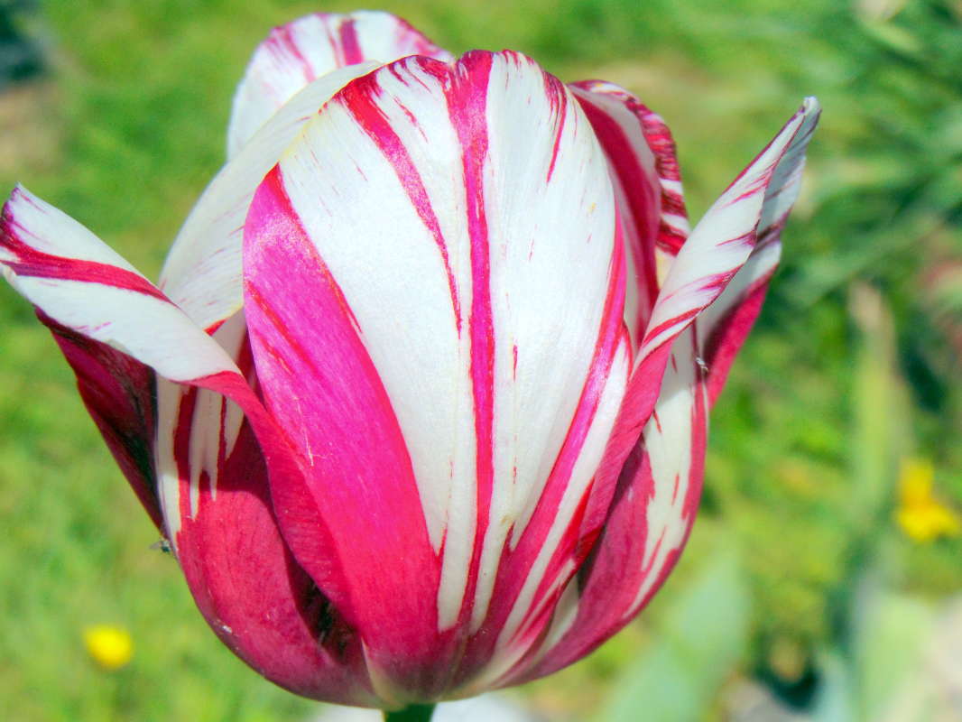 Pink Rembrandt Tulip     PhotoGeek.ru #  