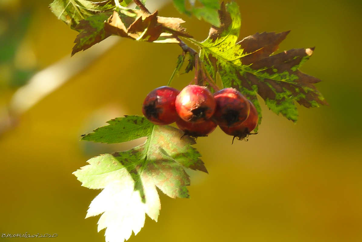 Поздние ягоды автор Валерий Миннибаев на PhotoGeek.ru #Лес #Осень #Природа #Ягоды