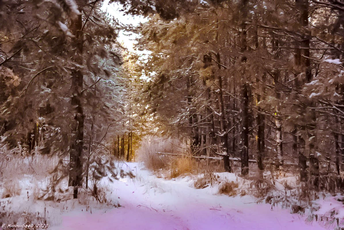 Сосновый бор автор Валерий Миннибаев на PhotoGeek.ru #Зима #Лес #Пейзаж #Природа