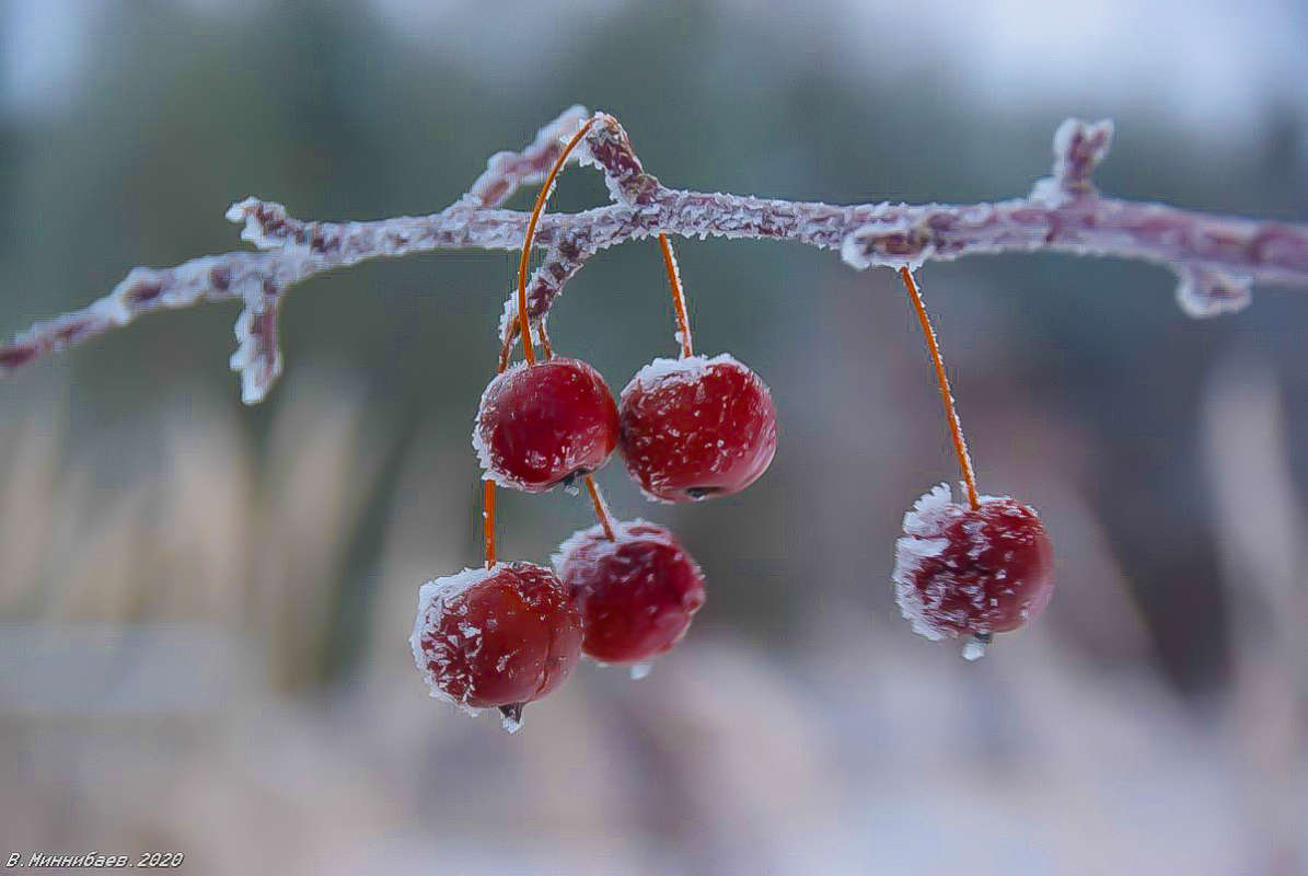 Зимняя вишня автор Валерий Миннибаев на PhotoGeek.ru #Вишня #Зима #Природа #Растения