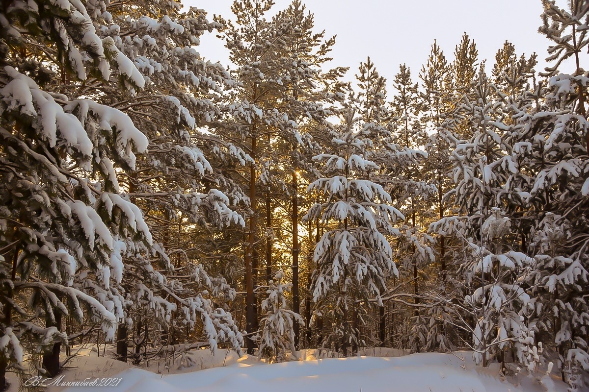 Сосны автор Валерий Миннибаев на PhotoGeek.ru #Зима #Лес #Пейзаж #Природа #Сосны