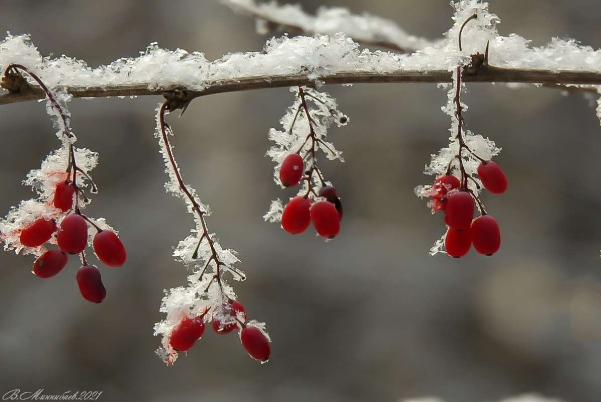 Красное,белое автор Валерий Миннибаев на PhotoGeek.ru #Барбарис #Зиа #Природа #Снег #Ягоды