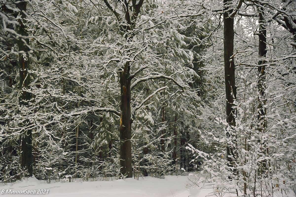 В лесу зима! автор Валерий Миннибаев на PhotoGeek.ru #Зима #Лес #Пейзаж