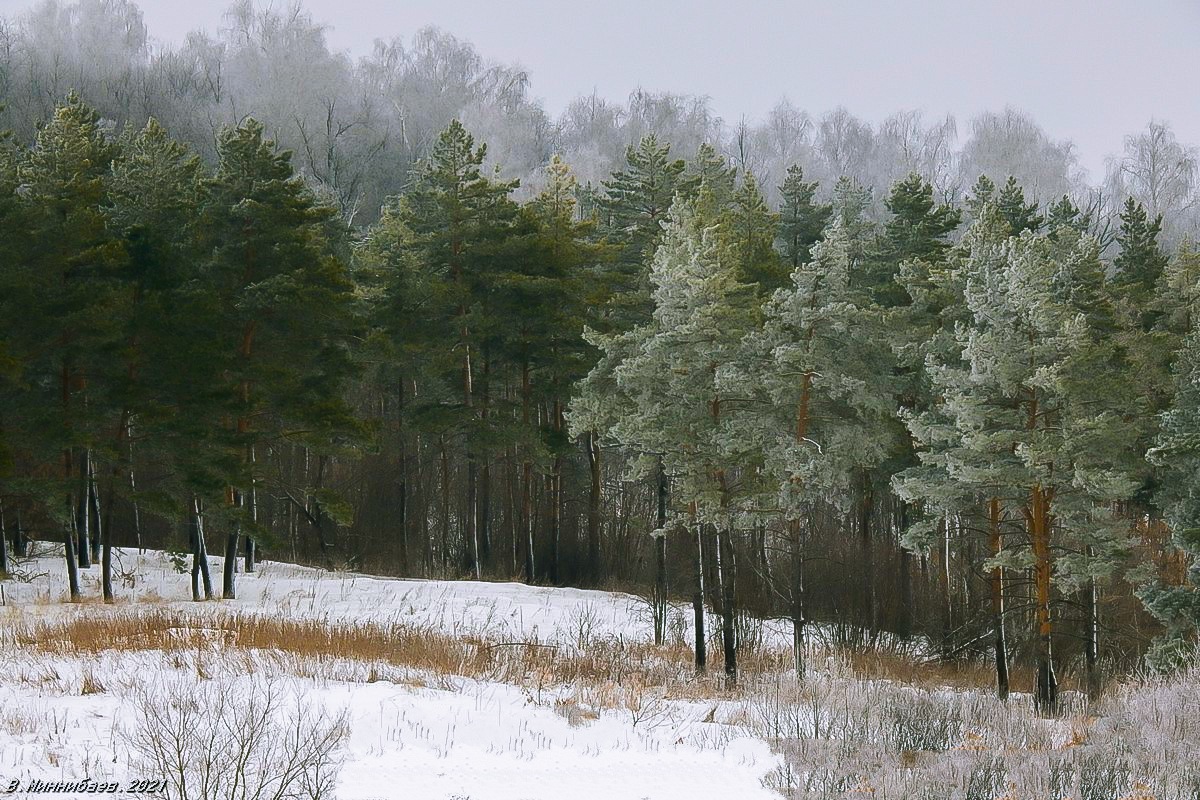 На опушке автор Валерий Миннибаев на PhotoGeek.ru #Зима #Лес #Пейзаж