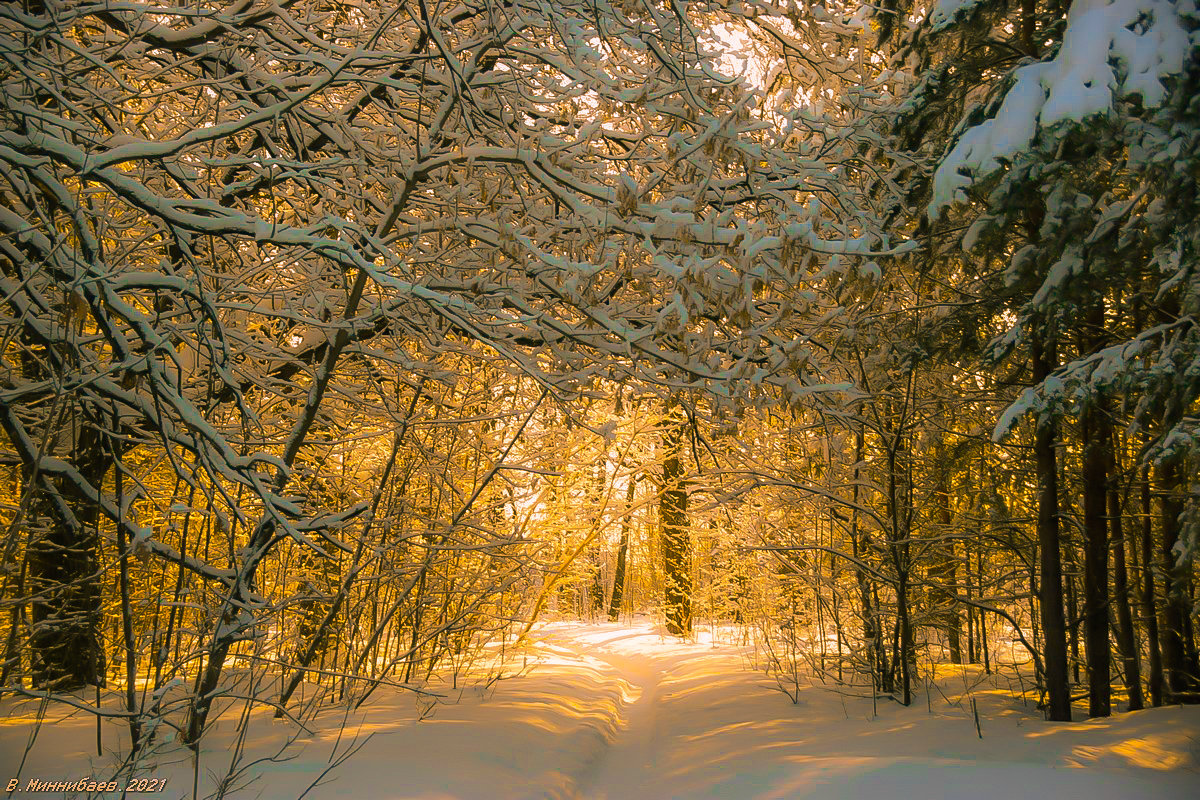 Золотой день автор Валерий Миннибаев на PhotoGeek.ru #Зима #Лес #Пейзаж