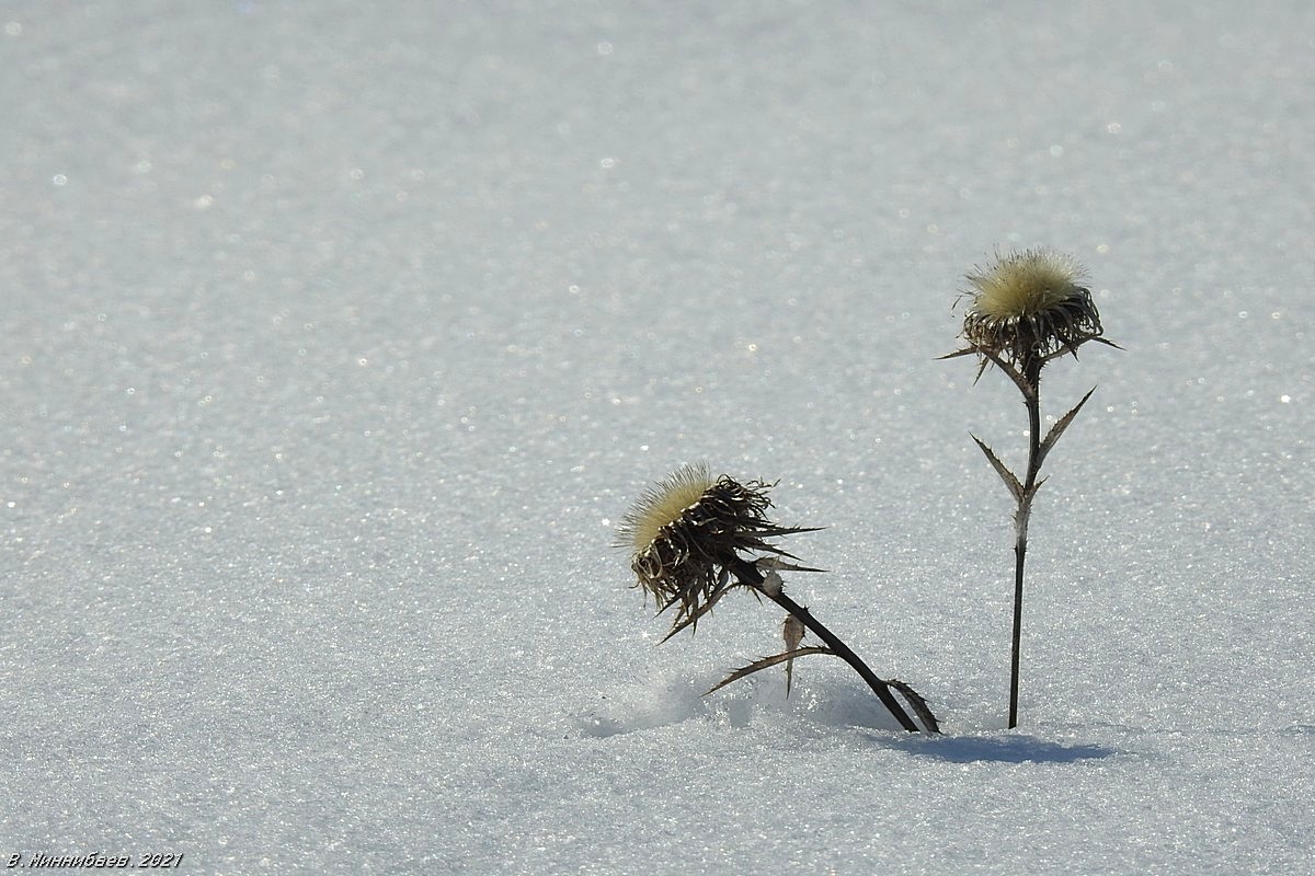 Зимние цветы автор Валерий Миннибаев на PhotoGeek.ru #Март #Природа #Растения #Снег