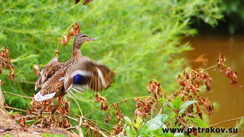 ���� ����� Yury PETRAKOV �� PhotoGeek.ru #�����