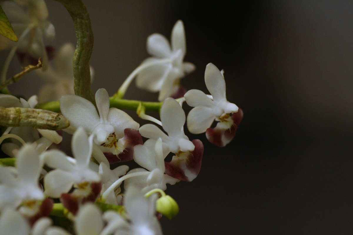 Phalaenopsis parishii  Yuri Chistyakov  PhotoGeek.ru # #   #  # # # # 